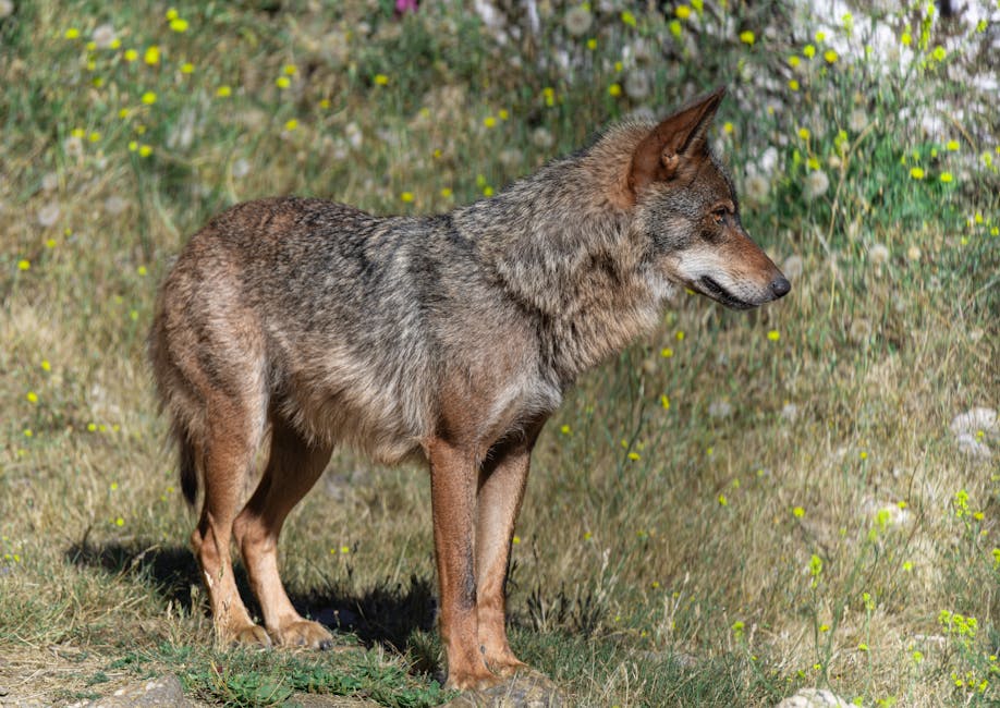 Coyote standing amid wildflowers in a sunny meadow, showcasing its natural habitat.